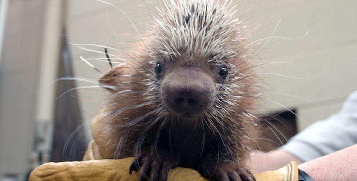 A Hr Message From The Soft Quills Of Porcupine